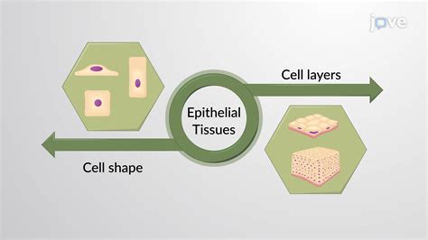 Classification of Epithelial Tissues: Overview | Anatomy and Physiology ...