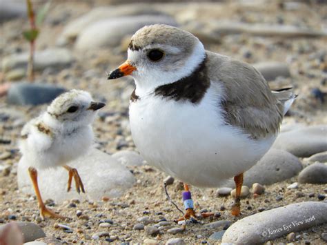 Piping Plover - Profile | Facts | Nest | Habitat | Traits | Eggs - BirdBaron