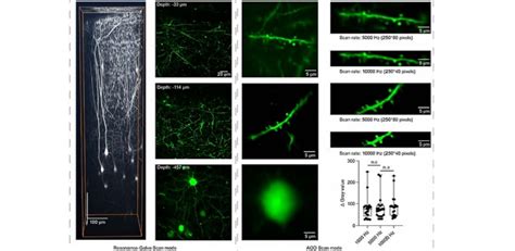 New high-speed, two-photon microscope for precise biological imaging