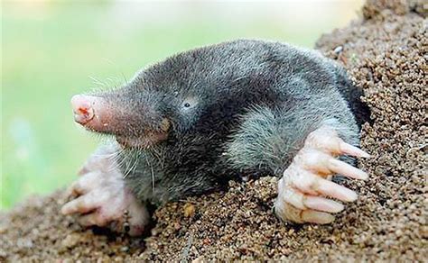 Little Cute Mole | Mole, Pictures of moles, Cute funny animals