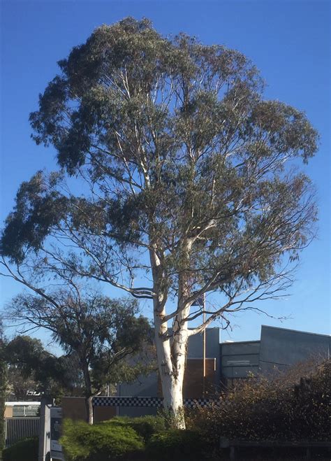 Iconic Australian gum (Eucalyptus) tree | Eucalyptus tree, Tree, First nations