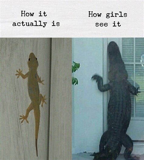 A gecko meme : r/geckos