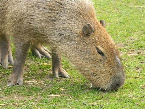 Capybaras: Giant Rodents of South America and Exotic Pets - PetHelpful