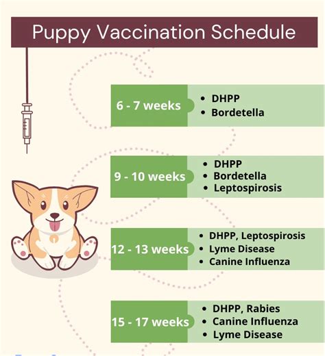 Dog Vaccination Schedule: Which Shots They Need And When, 52% OFF