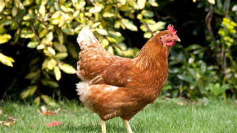 La poule, ce nouvel animal de compagnie