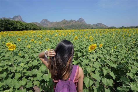 Khao Chin Lae Sunflower Fields in Lopburi [Updated 2020] - It's better in Thailand