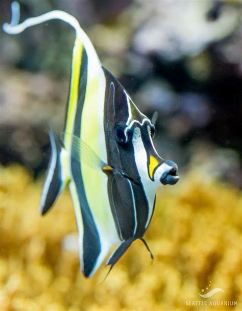 Beautiful Moorish Idol | Ocean animals, Marine fish, Marine aquarium