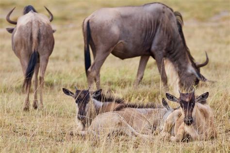 Two wildebeest calves | Amboseli National Park, Kenya. April… | Flickr