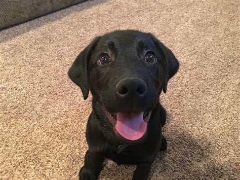 Potty Training a Black Lab Pup Named Bear: Dog Gone Problems