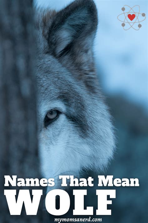 Names That Mean Wolf - 60 Great Ideas For Boys and Girls • My Mom's a Nerd