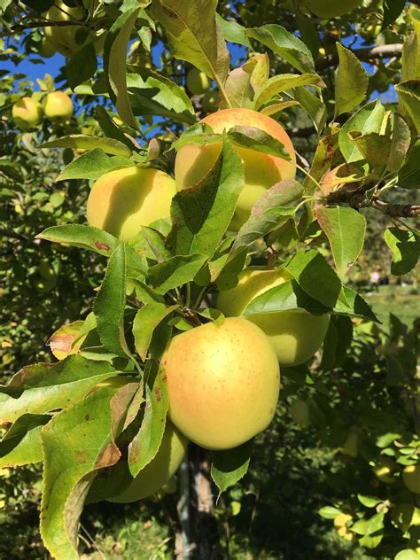 Honeygold Apple Tree - Heritage Hill Nursery, Inc