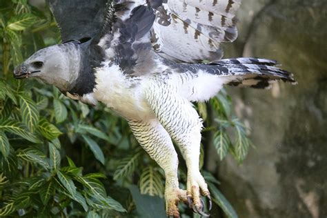 Harpy eagles are giant birds-of-prey… that look strangely like people ...