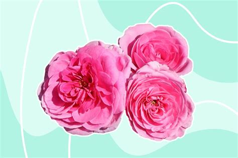 The Most Fragrant Roses for Your Garden: A Comprehensive Guide - Petal Republic