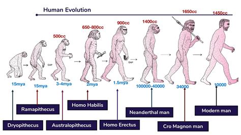 Stages Of Human Evolution Names Human Evolution Showi - vrogue.co