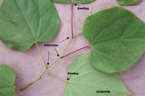 the parts of a leaf on a cloth