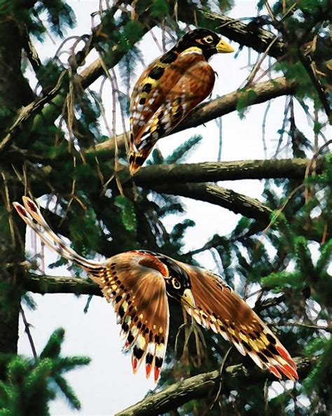 Confuciusornis Pictures & Facts - The Dinosaur Database