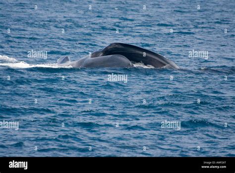 A blue whale, Balaenoptera musculus, lunge feeding at the surface on krill in the Pacific off ...