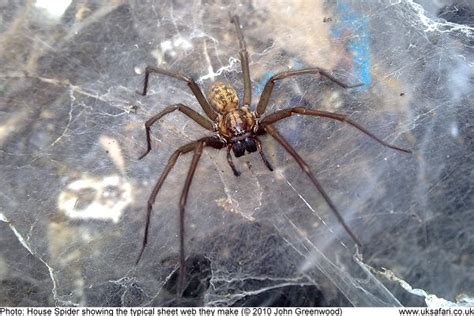 Giant House Spiders - Eratigena / Tegenaria - UK Safari