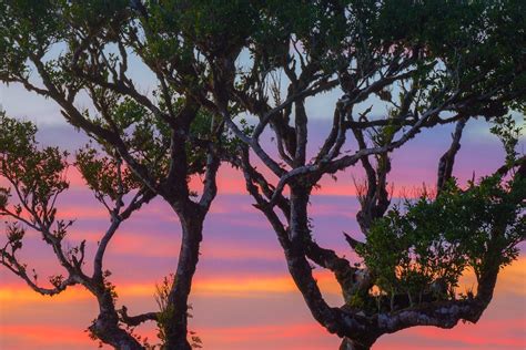 25 Photos of Madeira's Dreamy Fanal Forest by Albert Dros