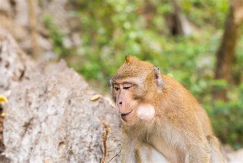 Cute wild monkey stock photo. Image of head, symbol, real - 72317540