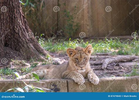 Lion Cub Laying Down in the Grass Stock Photo - Image of people ...