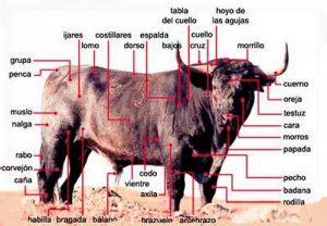 Anatomy of the bull. Morrillo Bullfighting Blog - Servitoro.com