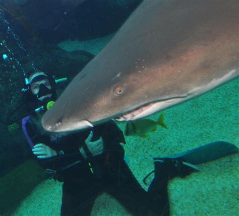 Florida Aquarium: Dive with Sharks - Tampa FL