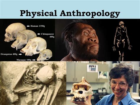 Cultural and Physical Anthropology - ppt download