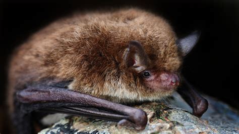 Daubenton’s Bat (Myotis daubentonii) - Woodland Trust