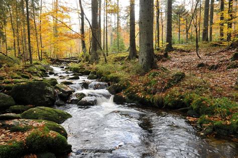 Bavarian Forest National Park (Official GANP Park Page)