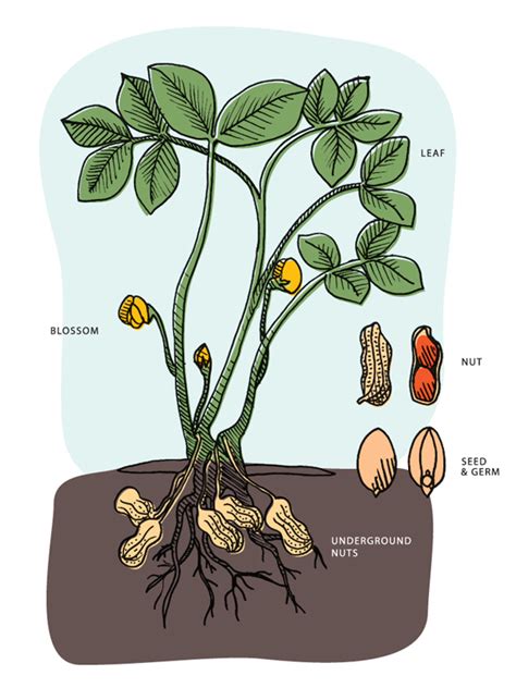 How Peanuts Grow | Florida Peanut Producers