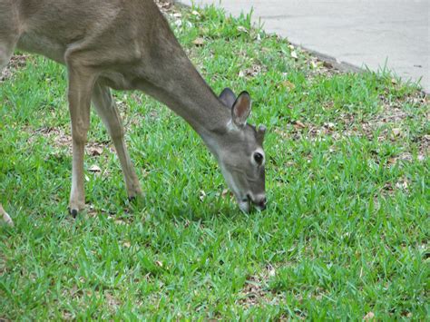 PLANTanswers: Plant Answers > Deer Eating Grass