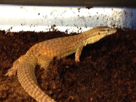 Male yellow ackie monitor