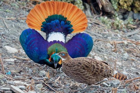 Male Himalayan Monal doing one of its many courtship displays (video in ...