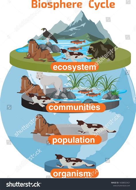 población de comunidades de ecosistemas del: vector de stock (libre de ...