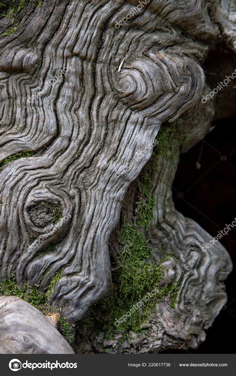 Images: chestnut tree bark | Interesting Sweet Chestnut Tree Bark Forest — Stock Photo ...