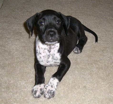 20 Dalmatian Mixes That'll Melt Your Heart - Page 2 of 7 - The Dogman