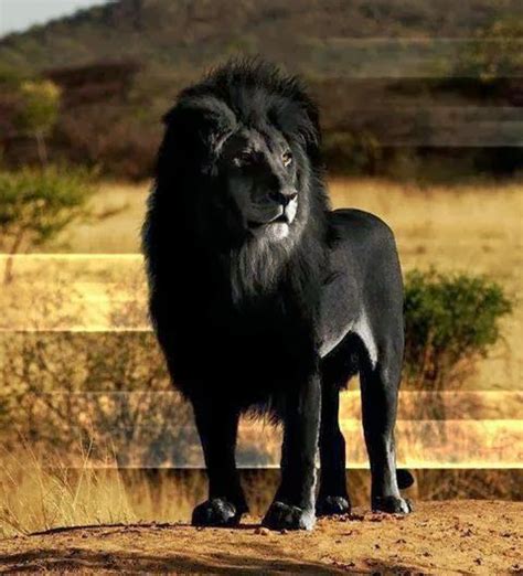 The Color Mag | Melanistic animals, Albino animals, Animals wild