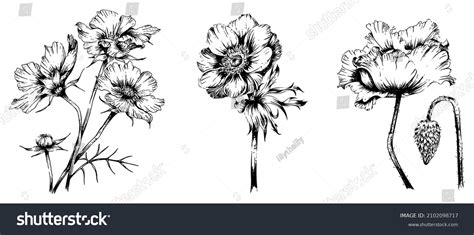 Poppies Flower Drawing: Over 35,418 Royalty-Free Licensable Stock ...