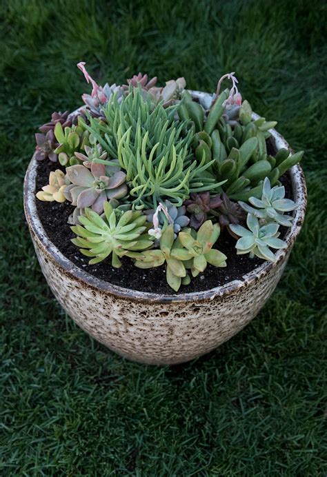 Outdoor Succulent Planter DIY - Room For Tuesday