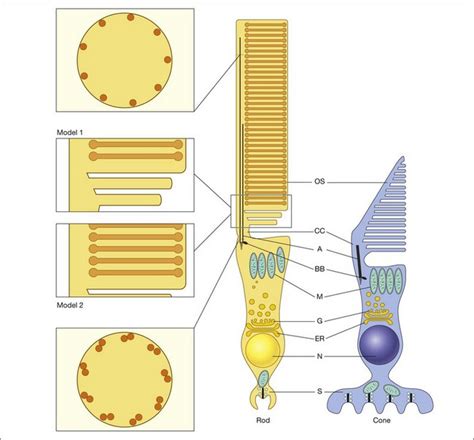 Structure and Function of Rod and Cone Photoreceptors | Ento Key