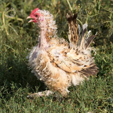 Helping Your Chickens Through Fall Molting - A Chick And Her Garden