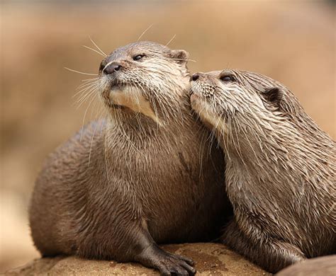 Best Otters Hugging Stock Photos, Pictures & Royalty-Free Images - iStock