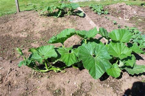 Pumpkin Vines - Care And Maintenance. By Pumpkin Nook.