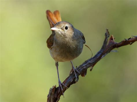 Nightingale Bird Facts (Luscinia megarhynchos) | Birdfact