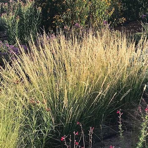 Sideoats Grama Grass, Bouteloua | High Country Gardens | Grassen