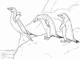 Three Adelie Penguins coloring Page  Free Printable Coloring Pages sketch template