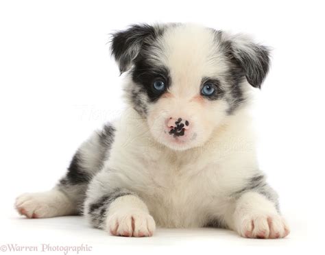 Dog: Blue merle Border Collie puppy photo WP46466