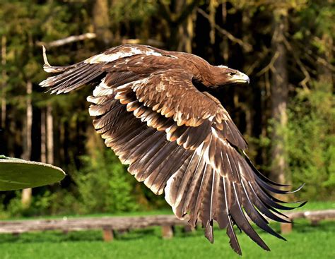 Free Images : animals, vertebrate, bird of prey, golden eagle, beak, accipitriformes ...