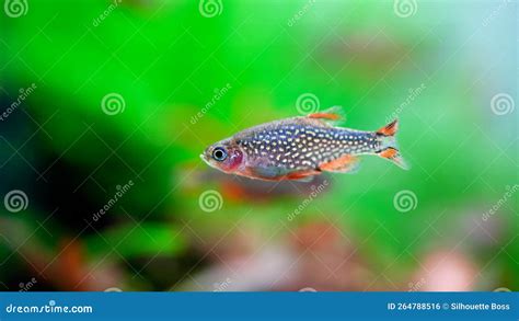 Celestial Pearl Danio Breeding, Danio Margaritatus Freshwater Fish in the Aquarium, is Often As ...